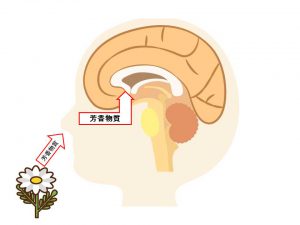 香りの仕組み
